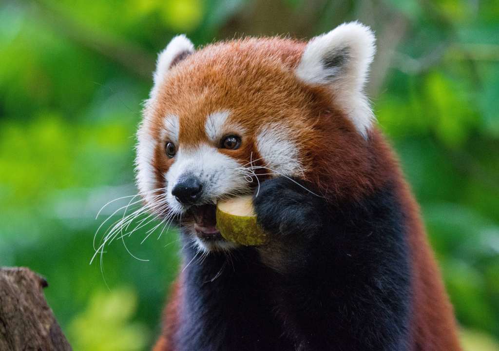 Red Panda Fiery Panda Food Wallpaper