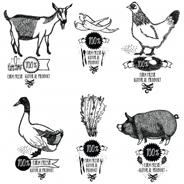 دانلود وکتور Set Farm Fresh Natural product Chicken Goat Duck Pig