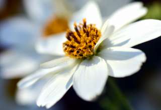 Bidens Ferulifolia Flower Closeup Wallpaper