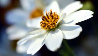 Bidens Ferulifolia Flower Closeup Wallpaper