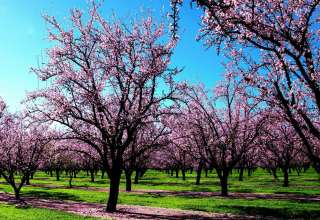 Pink Spring Blossomed Trees Wallpaper
