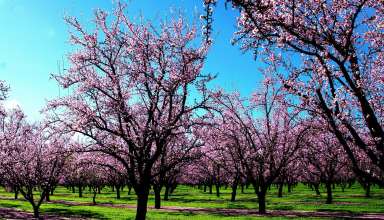Pink Spring Blossomed Trees Wallpaper