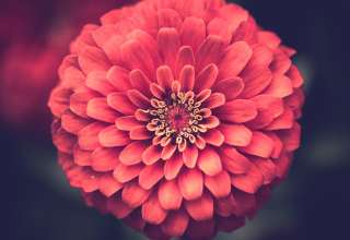 Zinnia Petals Close-up Wallpaper