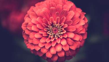 Zinnia Petals Close-up Wallpaper