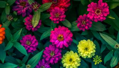 Zinnias Flowerbed Bright Wallpaper