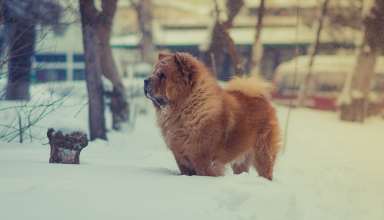 Chow Dog Snow Wallpaper