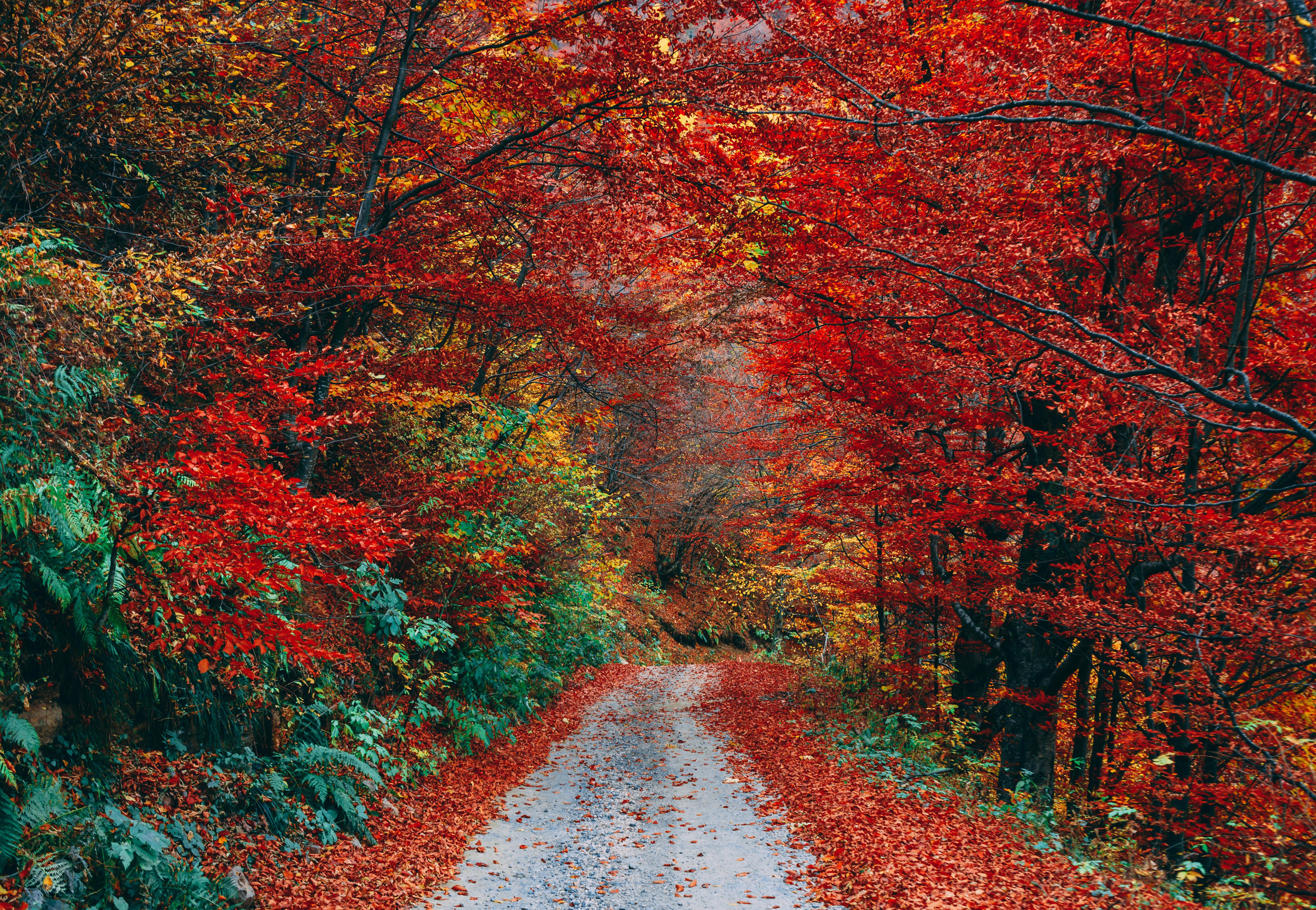 Autumn Trail Foliage Fallen Wallpaper