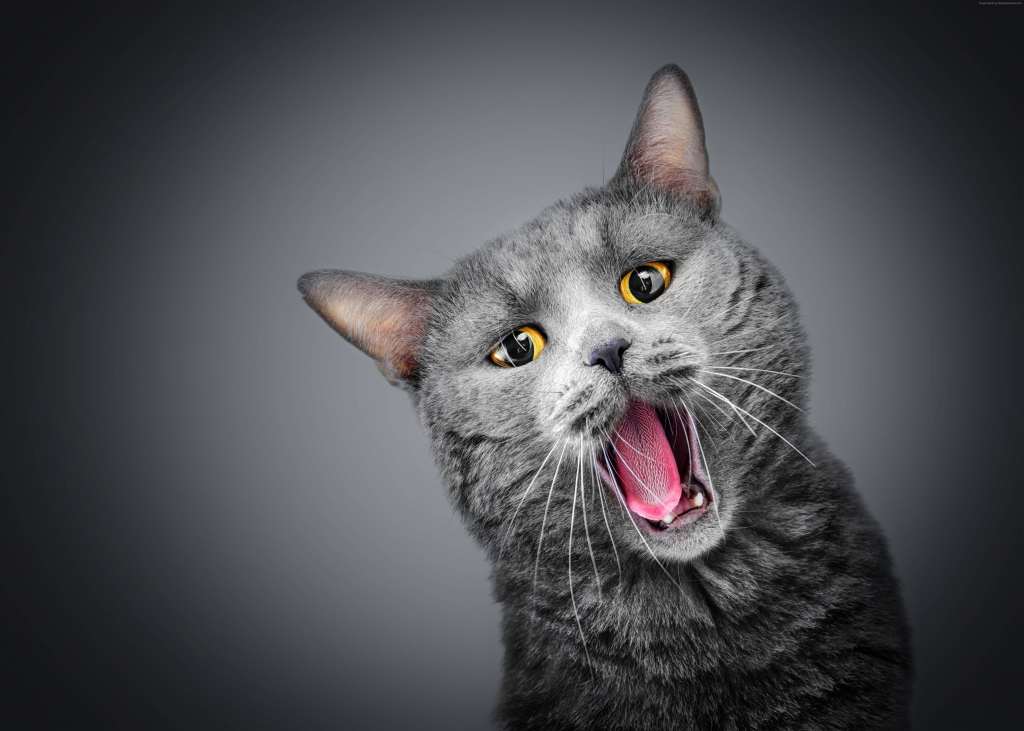 Cat Gray Funny Animals 5k Wallpaper