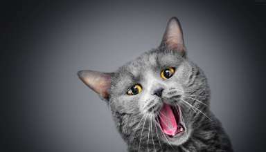 Cat Gray Funny Animals 5k Wallpaper