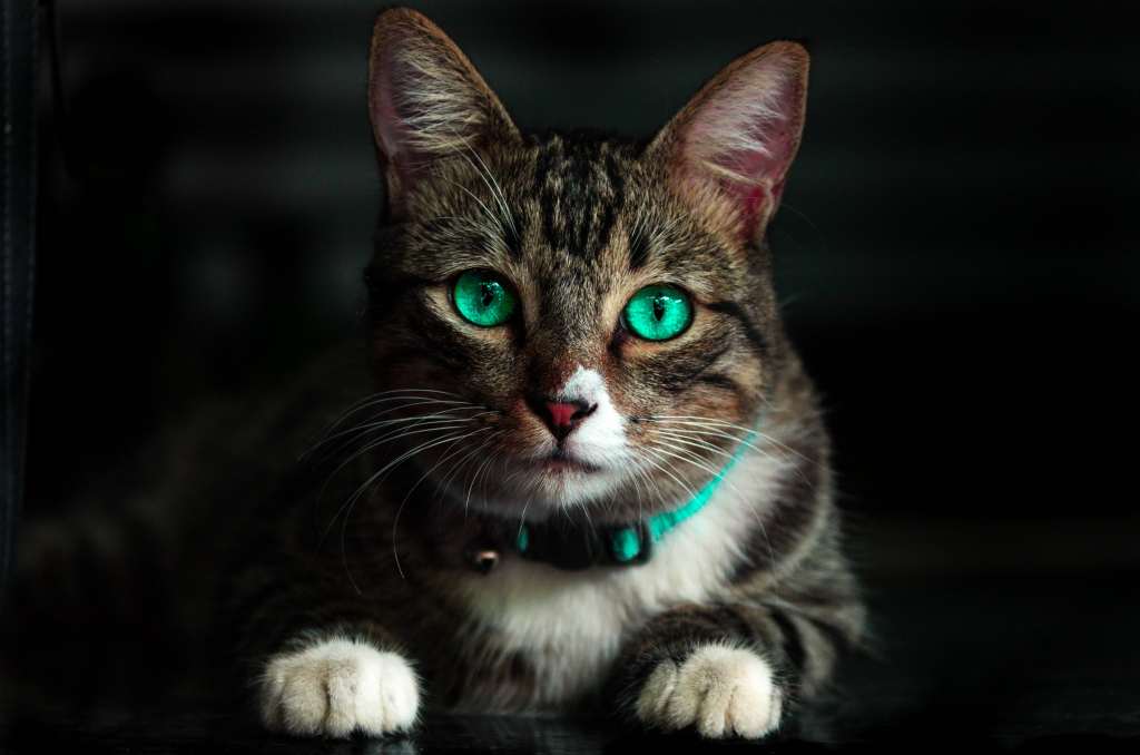 Cat Green Eyed Beautiful Look Wallpaper