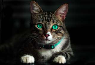 Cat Green Eyed Beautiful Look Wallpaper