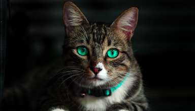 Cat Green Eyed Beautiful Look Wallpaper