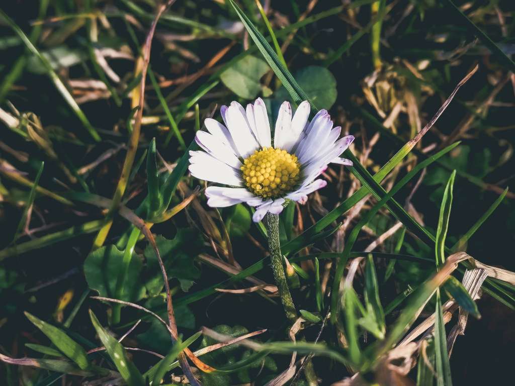 Chamomile Grass Petals Wallpaper