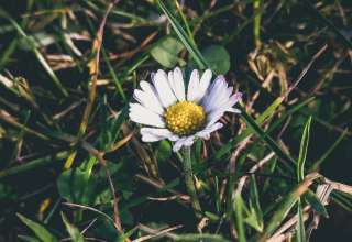 Chamomile Grass Petals Wallpaper