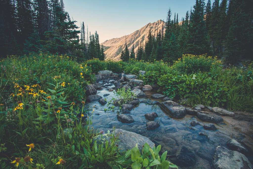 Creek Flowers Mountains Grass Wallpaper