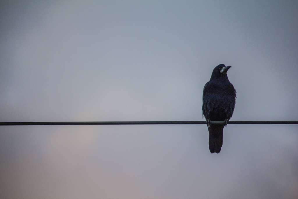 Crows Wires Birds Wallpaper