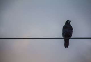 Crows Wires Birds Wallpaper