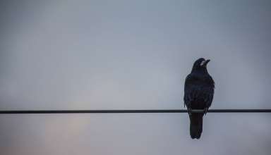 Crows Wires Birds Wallpaper