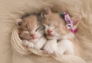 Cute Kittens Adorable Wallpaper