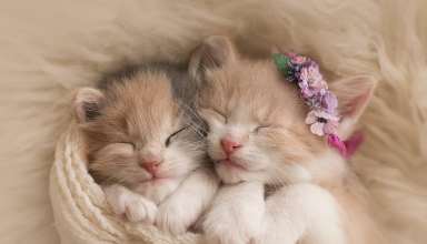Cute Kittens Adorable Wallpaper