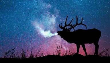Deer Silhouette Galaxy Stars Wallpaper