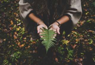 Fern Leaf Hands Palms Autumn Wallpaper