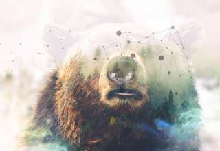 Grizzly Bear Forest Photoshop 4k Wallpaper