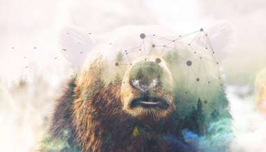 Grizzly Bear Forest Photoshop 4k Wallpaper