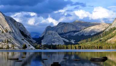 Half Dome Mountain Yosemite National Park California Forest Wallpaper