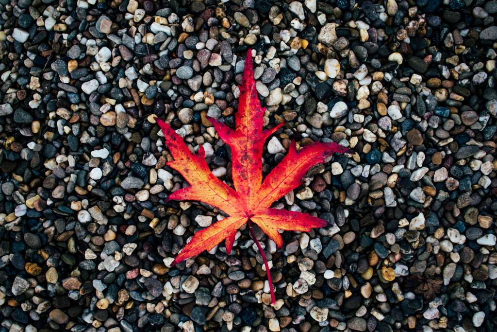 Leaf Autumn Stones Fallen Wallpaper