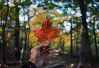 Leaf Maple Hand Autumn Wallpaper