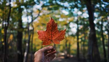 Leaf Maple Hand Autumn Wallpaper