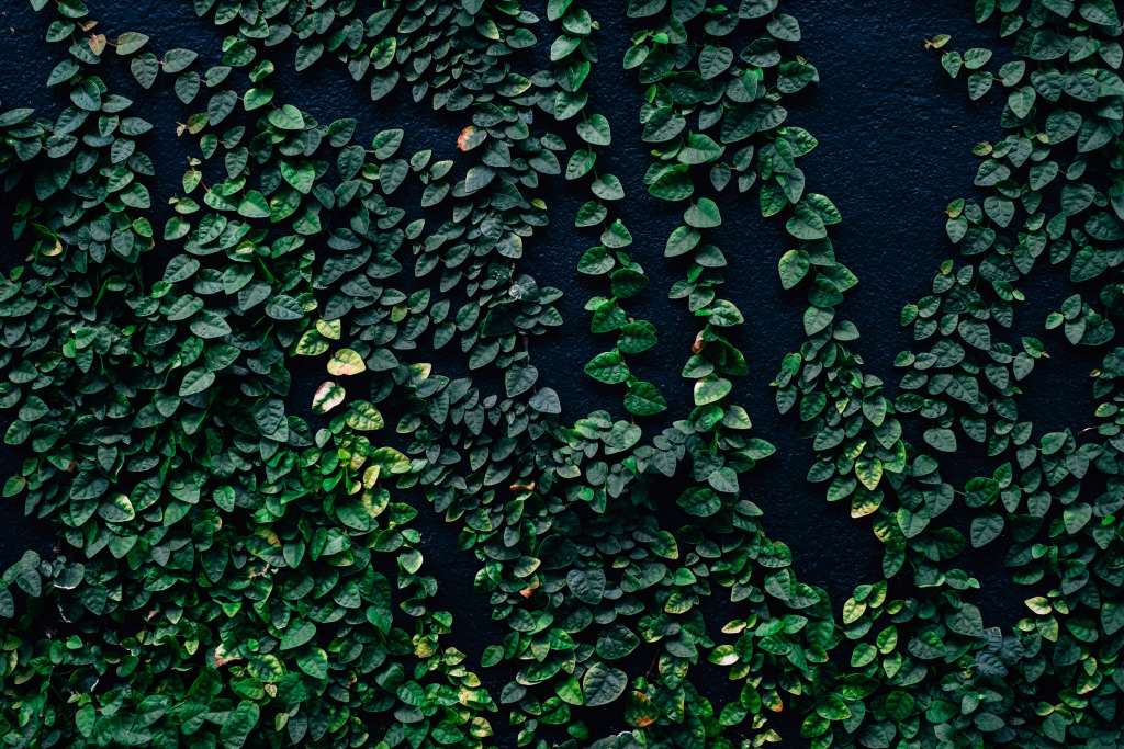 Leaves Wall Green Wallpaper