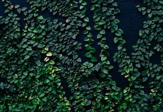 Leaves Wall Green Wallpaper
