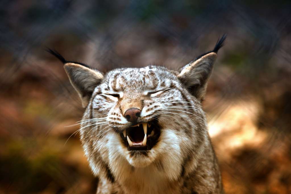Lynx Predator Grin Wallpaper