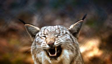Lynx Predator Grin Wallpaper