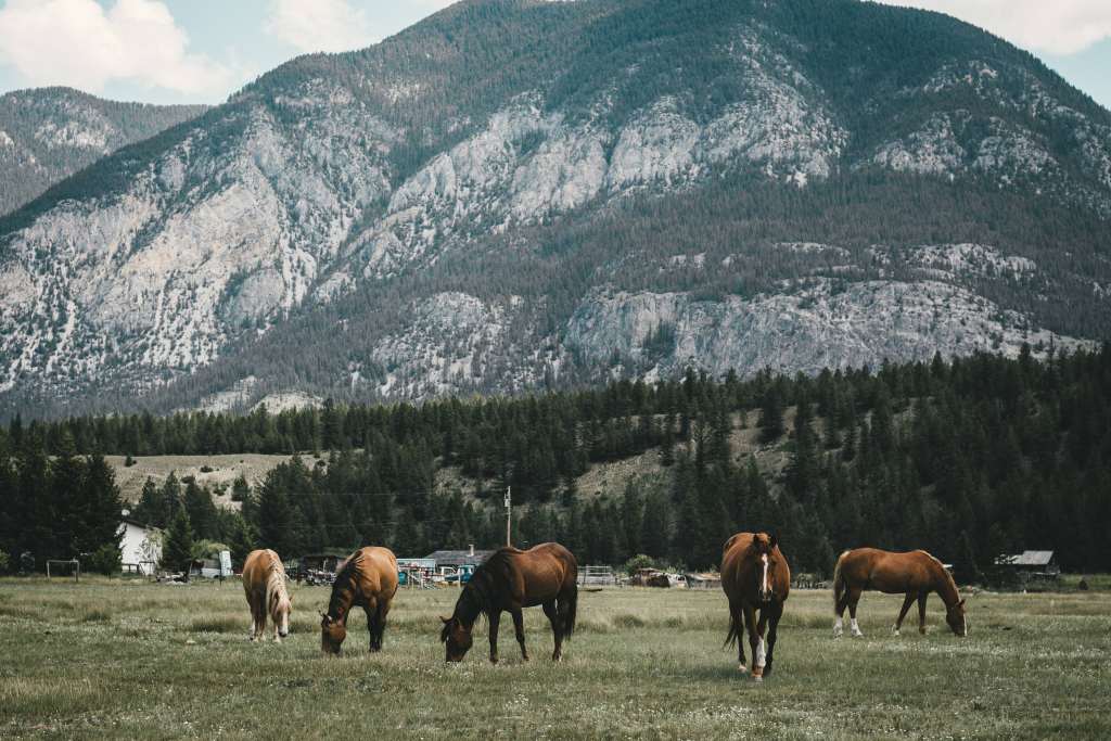 Pasture Horses Mountains Wallpaper