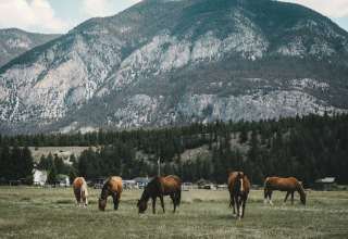 Pasture Horses Mountains Wallpaper