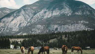 Pasture Horses Mountains Wallpaper