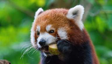 Red Panda Fiery Panda Food Wallpaper