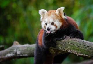 red_panda_panda_tongue_funny