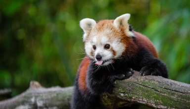 red_panda_panda_tongue_funny