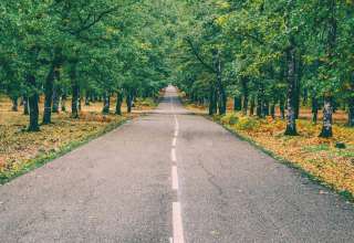 Road Marking Autumn Trees Wallpaper