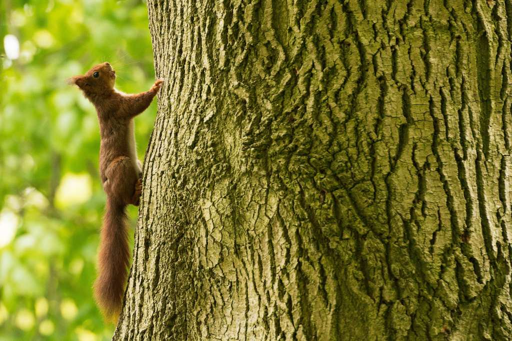 Squirrel Tree Climb Wallpaper