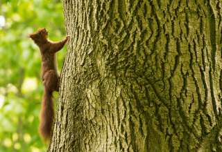 Squirrel Tree Climb Wallpaper