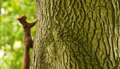 Squirrel Tree Climb Wallpaper