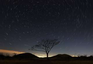 Starry Sky Tree Sky Night Wallpaper