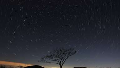 Starry Sky Tree Sky Night Wallpaper