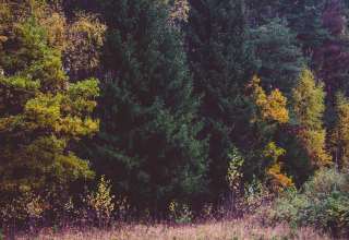 Trees Forest Autumn Grass Wallpaper