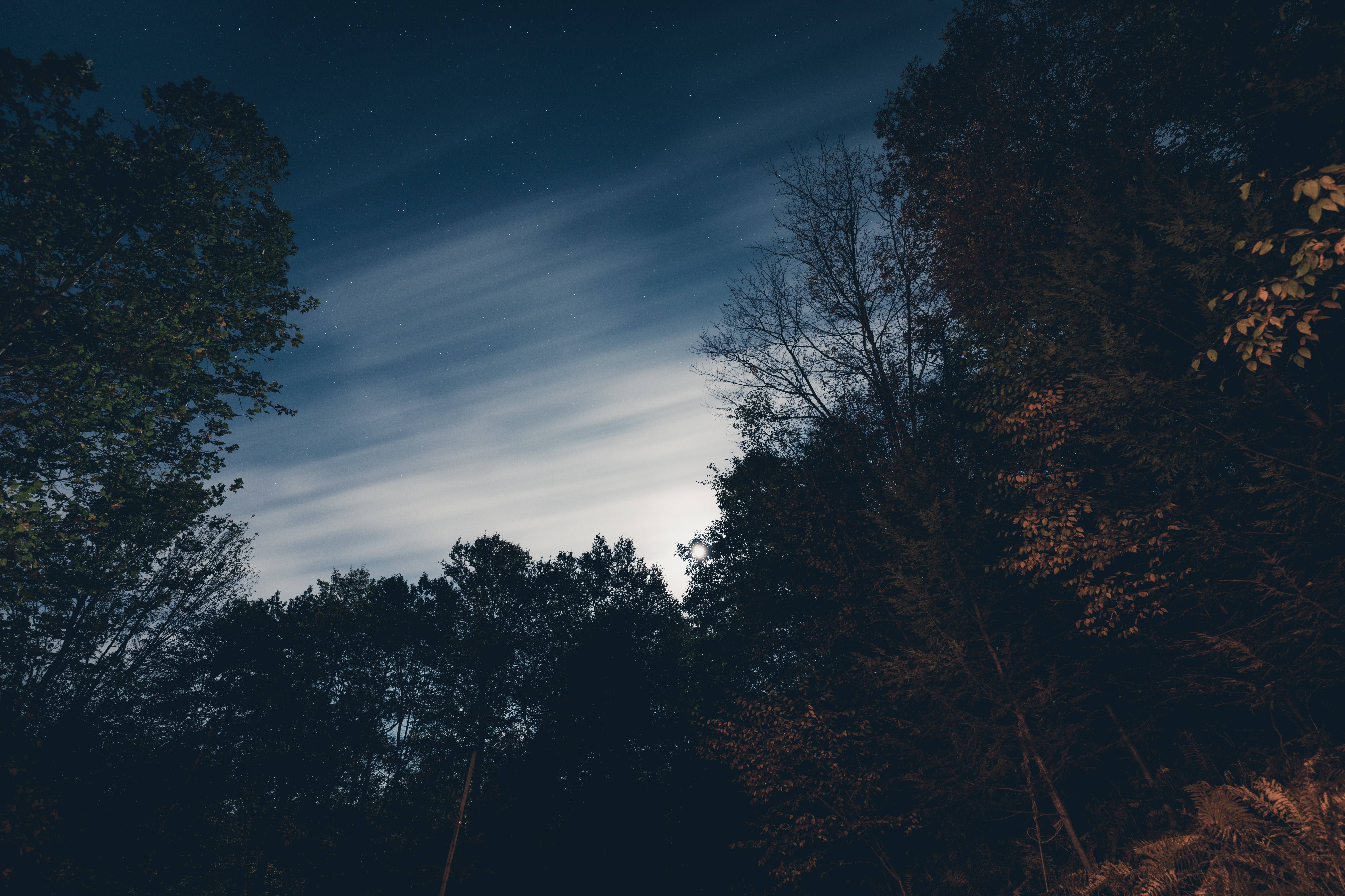 Trees Night Sky Stars Wallpaper